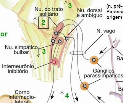 Pressora e Área Depressora) Informação