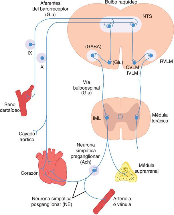 Centro Cardiovascular no Bulbo Centro Pressor (RVLM) Barosensível - promove excitação tônica