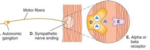 Importante por manter impulsos contínuos para as arteríolas em todo o corpo = tônus vasomotor