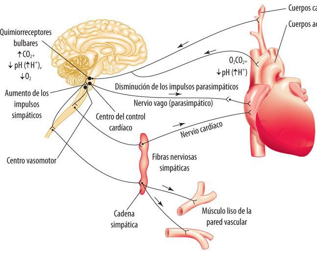 Quimioreflexo quimioceptores