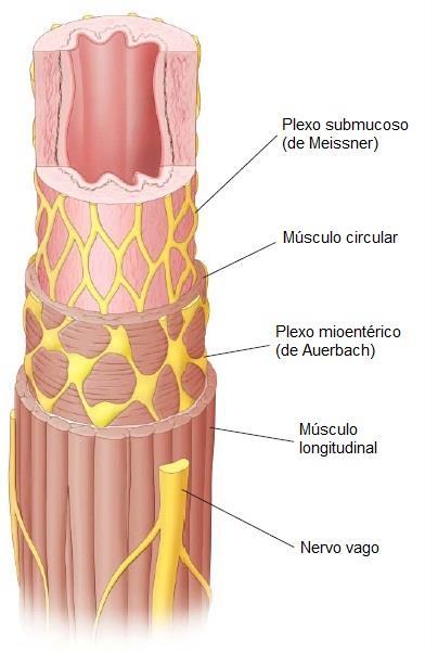 Plexo Submucoso está localizado na camada submucosa; envolvido com a função de controle da secreção intestinal local, pricipalmente. Plexo Mioentérico Se estende por todo trato gastrointestinal.