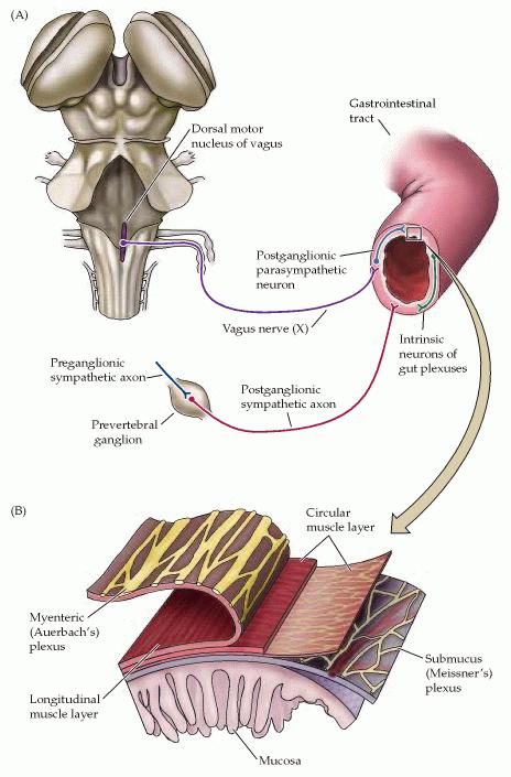 Inervação Simpática e Parasimpática do Sistema Nervoso Entérico Plexos mioentérico e submucoso Segmento lombar O plexo mioentérico controla a motilidade do trato gastrointestinal; e o plexo
