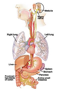 Inervação Parasimpática do Sistema Nervoso Entérico Nervo Vago A estimulação parassimpática aumenta a atividade do SNEntérico e intensifica a atividade da maioria das funções gastrointestinais.