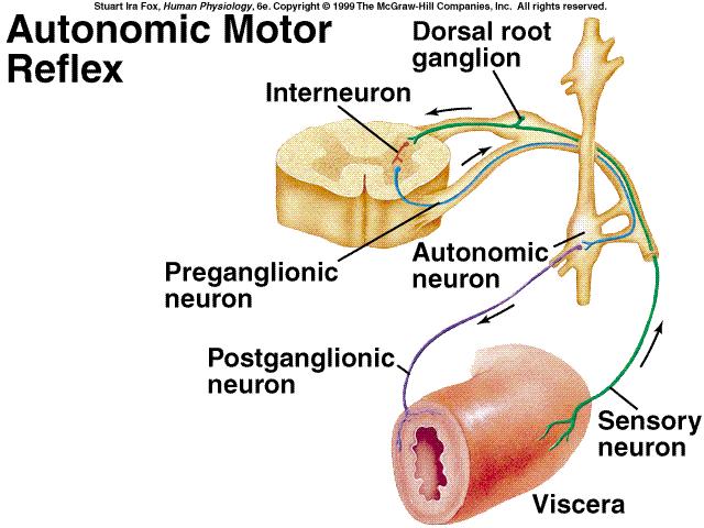 Reflexo Autonômico Medular O simpático modula a atividade do plexo mioentérico diminuindo a atividade peristáltica = exemplo de reflexo autonômico.