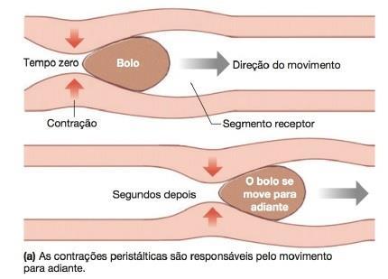 Motilidade Gastrointestinal Geral Movimentos Propulsivos Movimentos Propulsivos: Um anel contrátil aparece em torno do intestino, por exemplo, e, a seguir, move-se adiante ao longo do tubo.