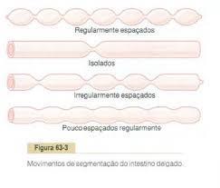 Podem ocorrer contrações constritivas locais a intervalos de poucos centímetros da parede intestinal com