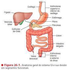 Tipos de Contrações no Sistema Gastrointestinal Contrações tônicas: mantidas por minutos ou horas,