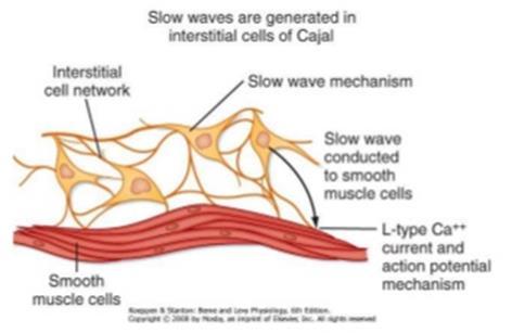 Potenciais de ondas lentas e marcapasso GI As ondas lentas ritmicas (espontâneas) são originadas em uma rede de células chamadas de Células intersticiais de Cajal.