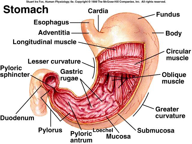 Motilidade Gastrointestinal - Estômago Contrações Tônicas armazenamento Antro Contrações Fásicas Fundo e corpo que servem como reservatórios do estômago pelo fato das contrações aí serem fracas