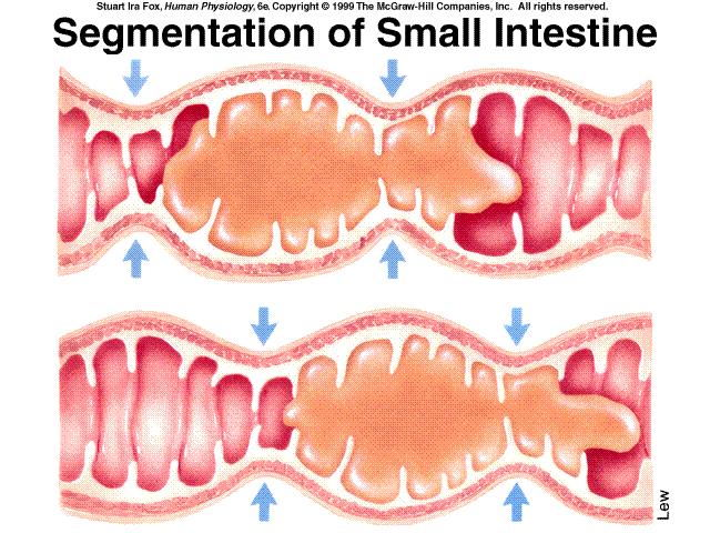 Motilidade Gastrointestinal - Intestino O tipo mais freqüente e constante de movimento no intestino delgado é