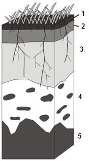 Horizontes de solo HORIZONTE CARACTERÍSTICAS 1- O Constituído quase somente por restos vegetais e outros materiais orgânicos 2-A Constituído por matéria orgânica e minerais de solo sujeitos a