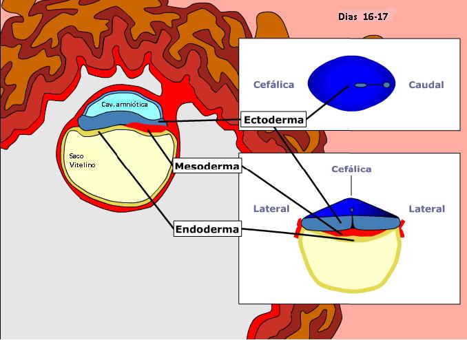 Origem do Tecido Epitelial Ectoderma: epiderme e anexos da pele, boca, fossas nasais, ânus e órgão do esmalte