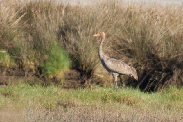 6 de 11 11-01-2013 15:25 Fábia Azevedo, Thijs Valkenburg, Flávio Oliveira e Foto 2012,. Alcaravão (Burhinus oedicnemus) 18-12-2012 Odemira - bando de 23 inds.