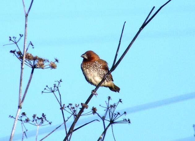 9 de 11 11-01-2013 15:25 Foto 2012, Domingos Leitão. Bico-grossudo (Coccothraustes coccothraustes) Grândola - 1 ind.