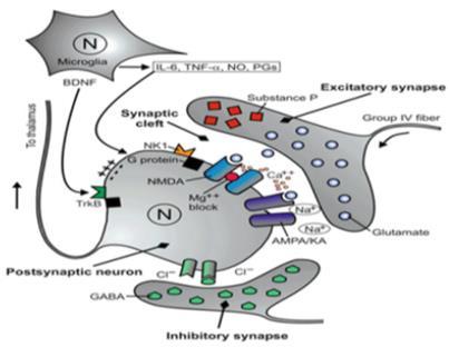 FISIOPATALOGIA: