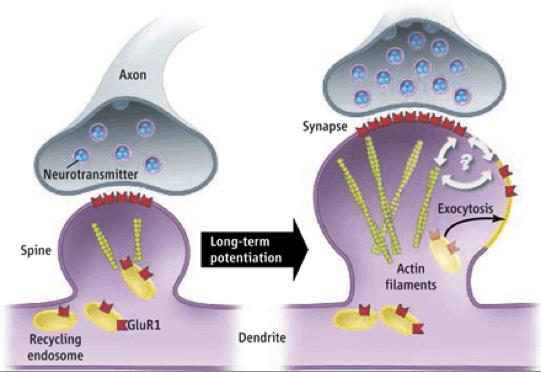 BNDF BDNF: FATOR NEUROTRÓFICO DERIVADO DO CÉREBRO Principal marcador do processo de plasticidade neuronal Neurogênese, anti-inflamatório,
