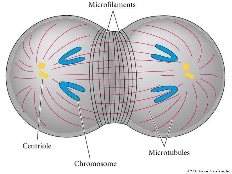 Cariocinese ( Microtúbulos) Citocinese (Microfilamentos) A posição do plano de clivagem é perpendicular ao fuso mitótico.