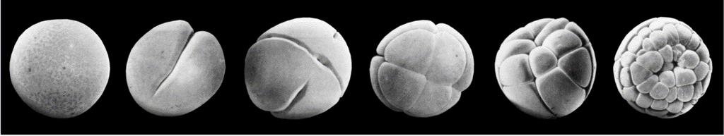 ?? Você trata um embrião de Xenopus logo após a fertilização com um fármaco que inibe a RNA polimerase II. O que é esperado da clivagem e da gastrulação?
