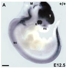 Hibridização in situpara expressão de PAX6 em embrião de anfíbio O fator de transcrição Pax6 fica com expressão restrita aos tecidos ópticos em desenvolvimento Hibridização in situ November 1, 2002