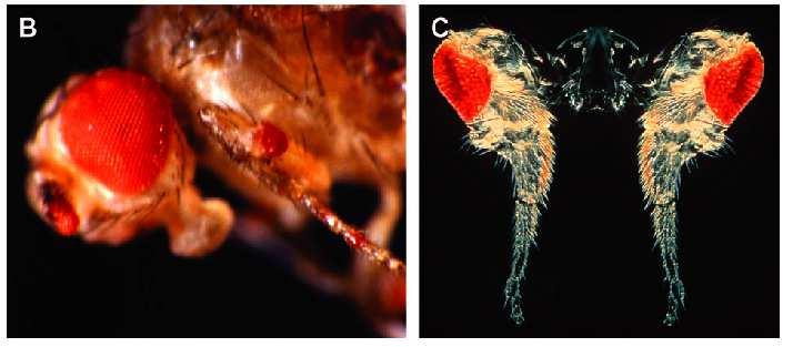 Transgênese Drosophila Melanogaster Embriogênese: 9 dias Pax6 comanda o desenvolvimento ocular: A expressão de Pax6 em patas cria