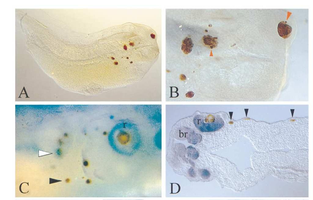 de anfíbios forma olhos ectópicos