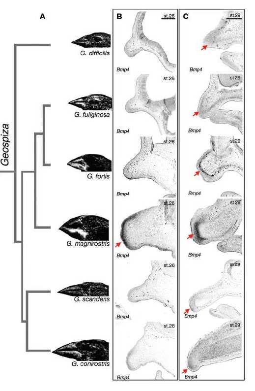 (hellloooo, Darwin?!) Drosophila m.