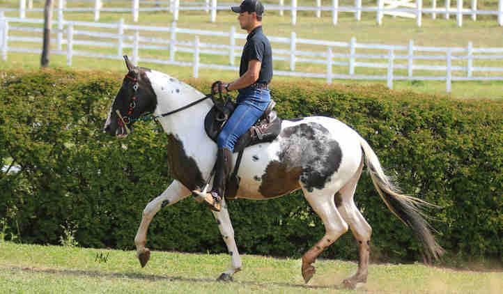 Reservada Campeã Égua Adulta Lafaiete, Campeã Égua Adulta Muriaé (Campolina Pampa)