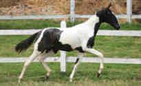 Campeão Nacional Potro Jovem, Reservado Campeão Nacional Cavalo Jovem, Campeão Cavalo Jovem