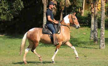 da Raça Muriaé, Grande Campeã da Raça Estadual BH, Reservada Grande Marchadeira Muriaé, Reservada Grande Marchadeira Barbacena (Campolina Pampa) Filha direta