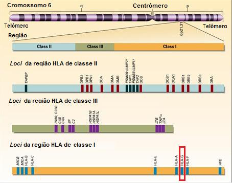 7 genes que as codificam são homólogos (RAMMENSEE; FRIEDE, STEVANOVIĆ, 1995; ABBAS, 2012).