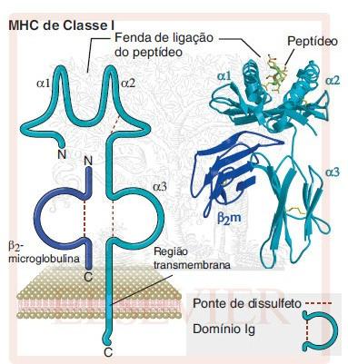 9 FIGURA 2 ESTRUTUTRA DO MHC DE CLASSE I HUMANO FONTE: ABBAS (2012) A região MHC de classe II apresenta 0,8 Mb e é constituída por genes da região HLA-D, com as subregiões, HLA-DP, -DQ, -DR, -DM e