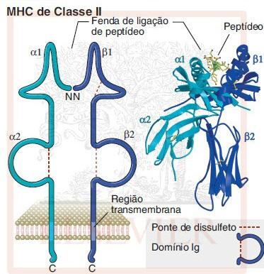 10 FIGURA 3 ESTRUTUTRA DO MHC DE CLASSE II HUMANO FONTE: ABBAS (2012) As vias pelas quais seguem as moléculas MHC de classe I e II após serem produzidas em polirribossomos e migrarem para o retículo