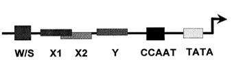 sua vez é a citocina de maior influência sobre o estímulo da expressão de genes MHC aliado ao fator de necrose tumoral α (TNF-α).