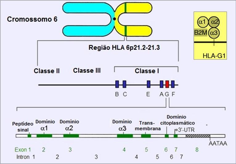 27 FIGURA 6 - LOCALIZAÇÃO E ESTRUTURA DO GENE HLA-G E HLA-G1 (ISOFORMA COMPLETA) FONTE: modificado pelo autor de YIE (2012) A expressão de HLA-G parecia ser restrita aos tecidos fetais (trofoblastos)