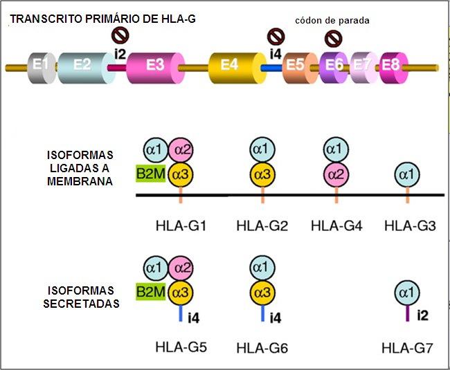 33 FIGURA 8 - TRANSCRITO PRIMÁRIO E ISOFORMAS PROVENIENTES DO GENE HLA-G FONTE: modificado pelo autor de MENIER et al.