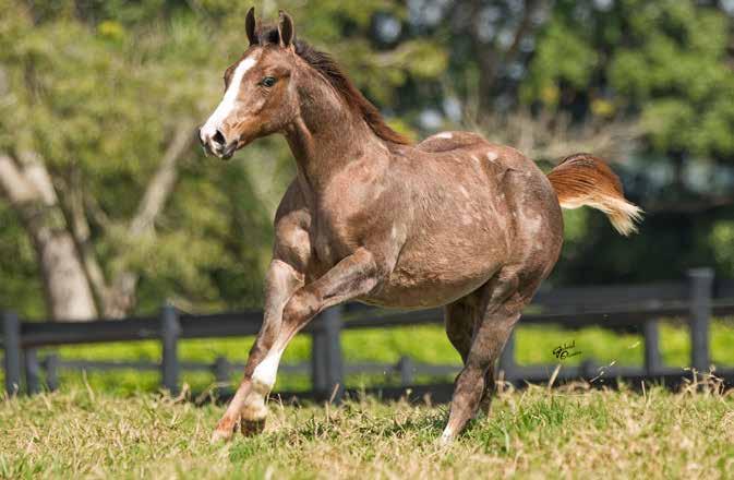 Em 2011 foi 2x AQHA High-Point pela AQHA, sendo o Cavalo do Ano em Laço Cabeça na Categoria Aberta (Geral) e Cavalo do Ano em Laço Cabeça na Categoria Aberta Senior.