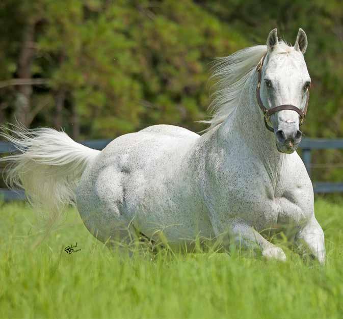 Sire of Sires LOTE 100 TORDILHO 06/01/1994 P046434. A LENDA VIVA!!! CONSIDERADO UM DIVISOR DE ÁGUAS NA VAQUEJADA. NAS PISTAS GANHOU: 2 caminhonetes Ford Ranger, 8 carros 0Km e mais de R$100.