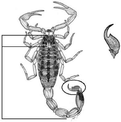 Características dos escorpiões Carapaça