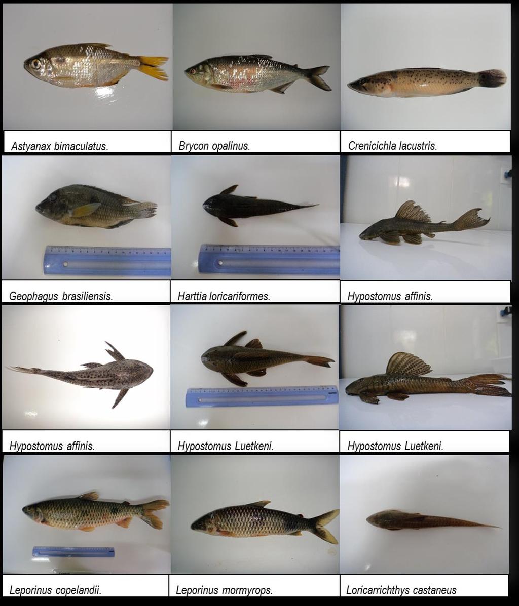 As Figuras 8 e 9 ilustra as principais espécies de peixes capturadas neste estudo. Figura 8.