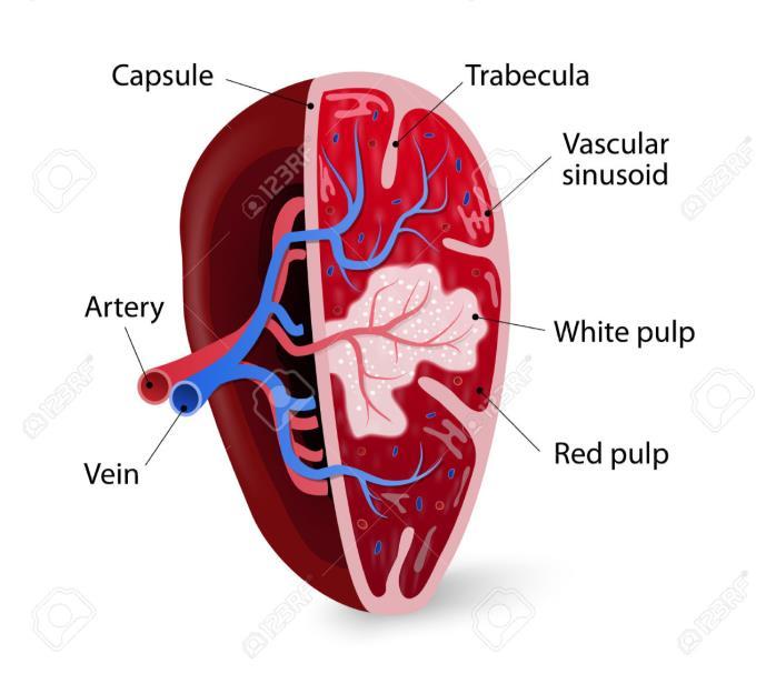 4) BAÇO - Maior órgão do sistema reticulo-endotelial -