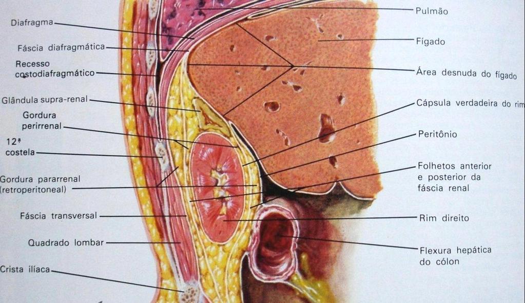 TRATO GENITOURINÁRIO: (Revisão de anatomia) Loja renal inclui: rins + espaço peri-renal (composto de gordura e