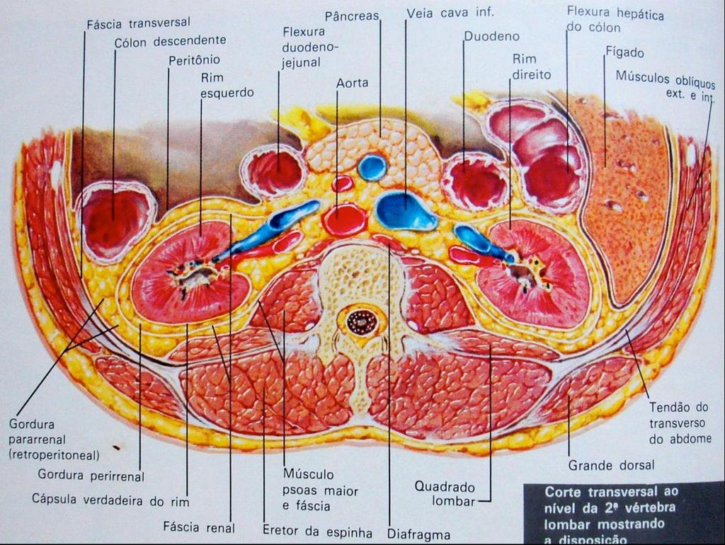 TRATO GENITOURINÁRIO: (Revisão de anatomia) Hilo renal porção medial, formado por vasos, nervos e a pelve renal / ureter.