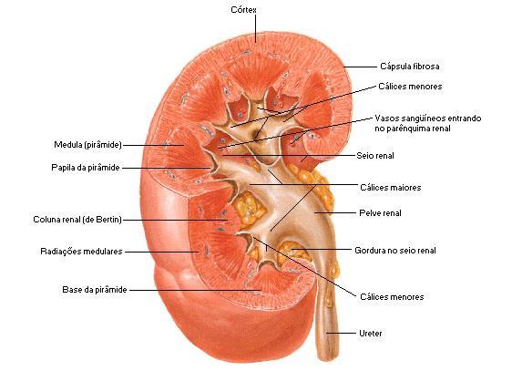 Parênquima renal camada externa (córtex) que contém túbulos e glomérulos e camada interna (pirâmides).