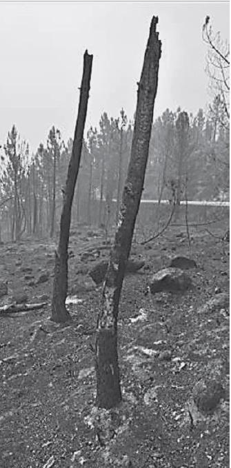 Incêndio Serra do Gerês em 7 e 10 de