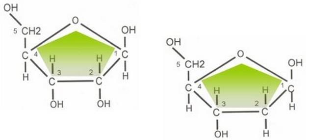 Pentoses Desoxirribose é um açúcar de cinco carbonos (pentose) Difere da ribose do RNA pela substituição da hidroxila no C2' por um átomo de