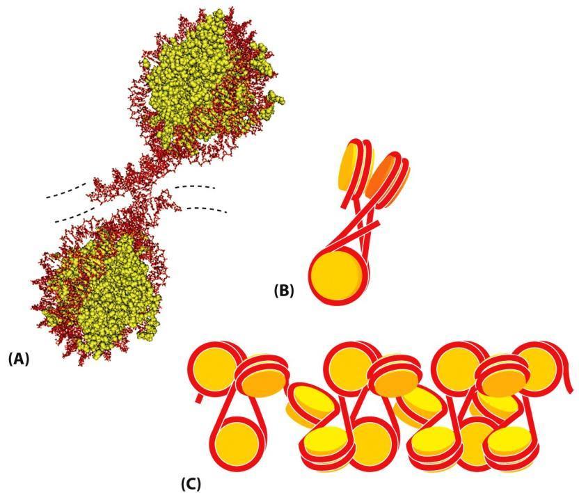 Estrutura Terciária do DNA Associação