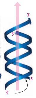 Forma A do DNA A forma "A" ocorre em condições não fisiológicas na qual o DNA encontra-se desidratado