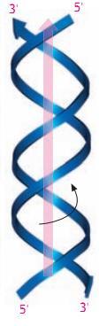 Forma B do DNA A forma "B" corresponde a estrutura mais comum