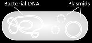 : Escherichia coli - 5 milhões de pares da bases DNA mitocondrial é circular, com 16.