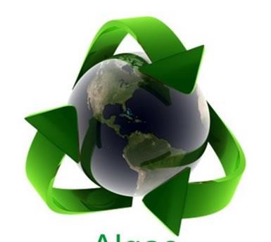 Polímeros Biodegradáveis E a
